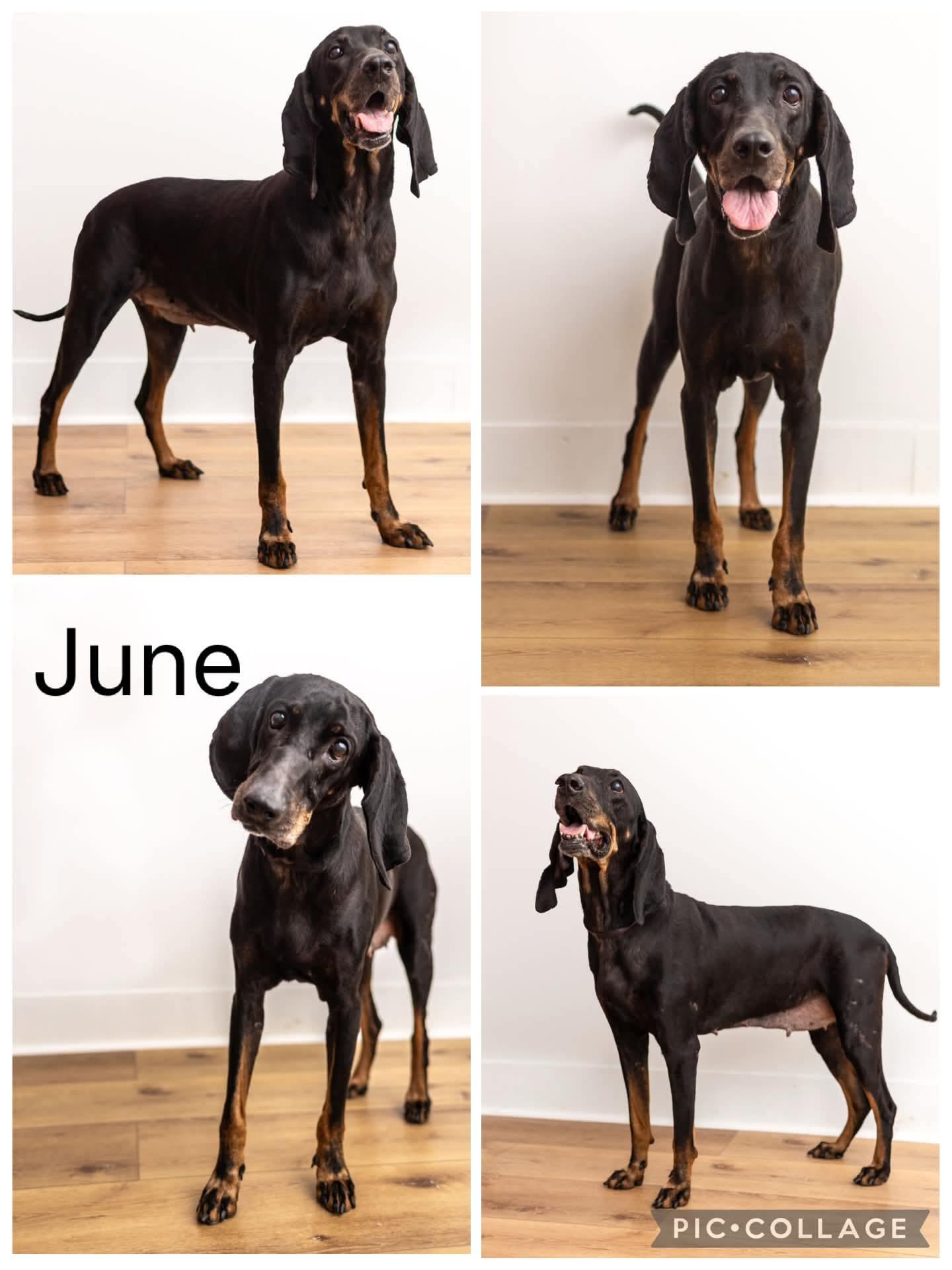 June, ADOPTABLE, Young Female Black and Tan Coonhound.