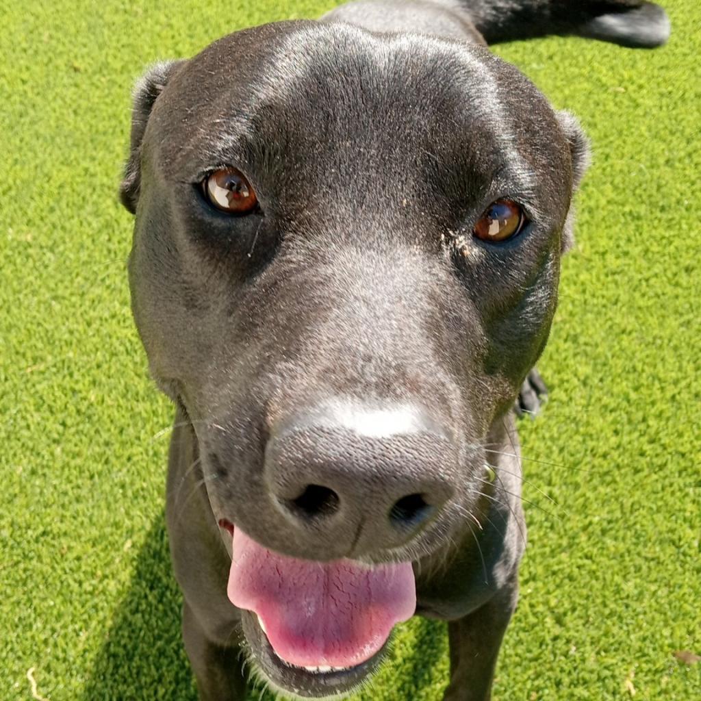 Enlarge Jimmy, a Adoptable Mixed Breed in LOXAHATCHEE, FL image 1/5