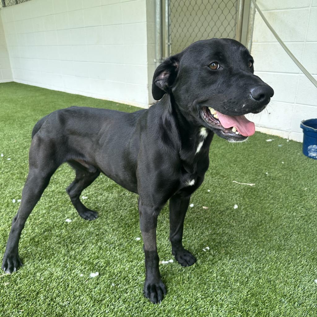 Enlarge Jimmy, a Adoptable Mixed Breed in LOXAHATCHEE, FL image 2/5