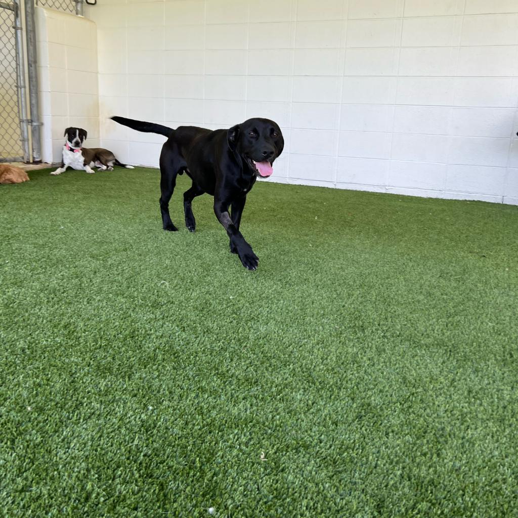 Enlarge Jimmy, a Adoptable Mixed Breed in LOXAHATCHEE, FL image 5/5