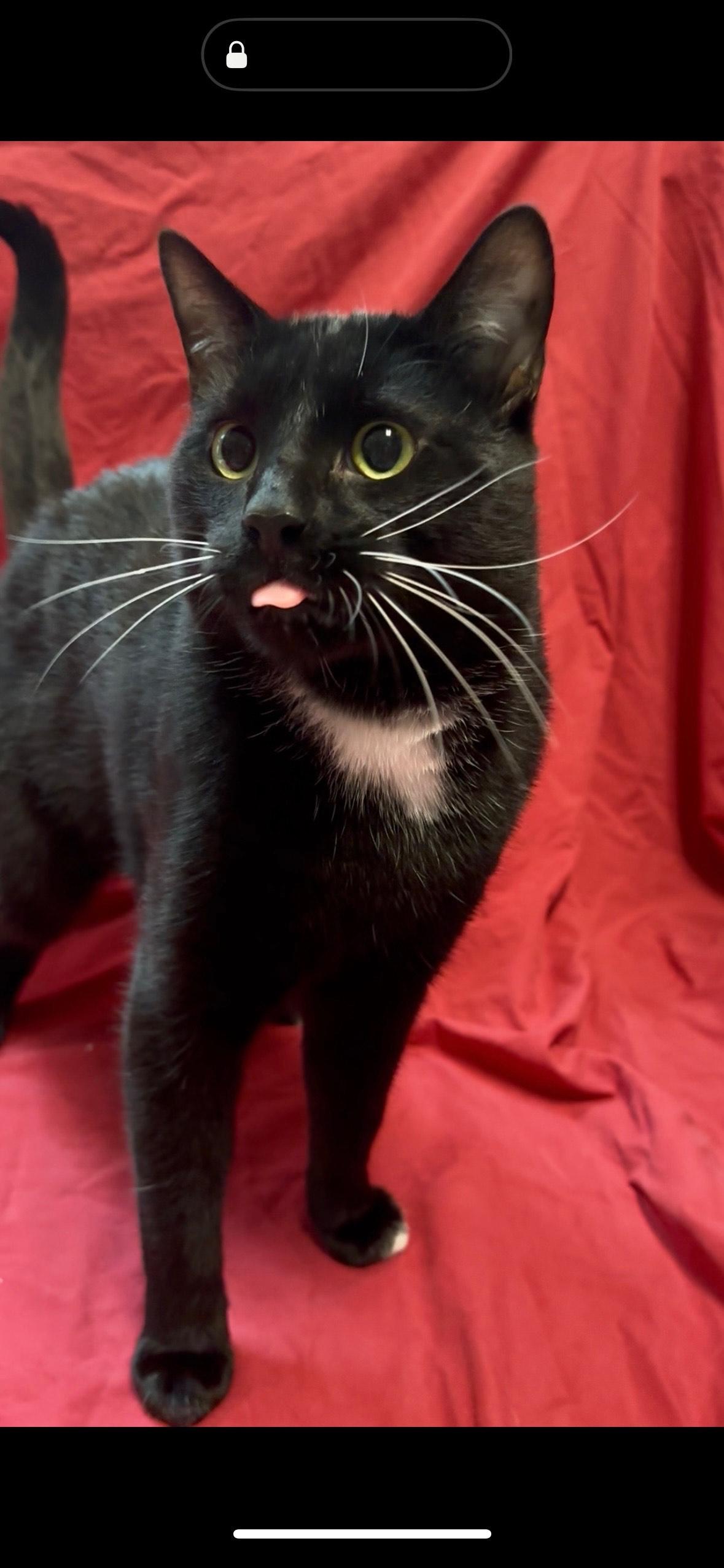 Enlarge Bagheera, an adopted American Shorthair in waxhaw, NC image 1/2