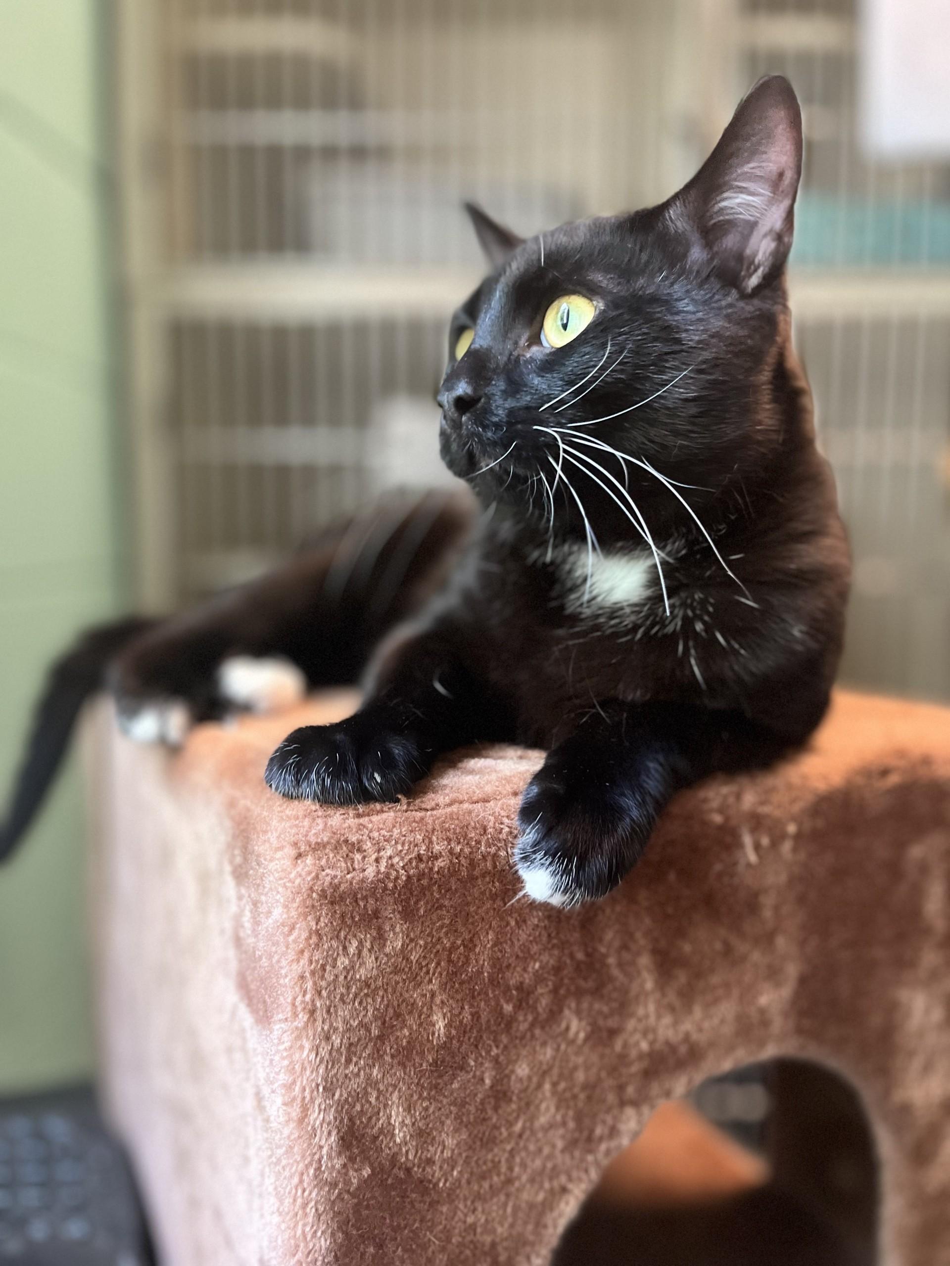 Enlarge Bagheera, an adopted American Shorthair in waxhaw, NC image 2/2