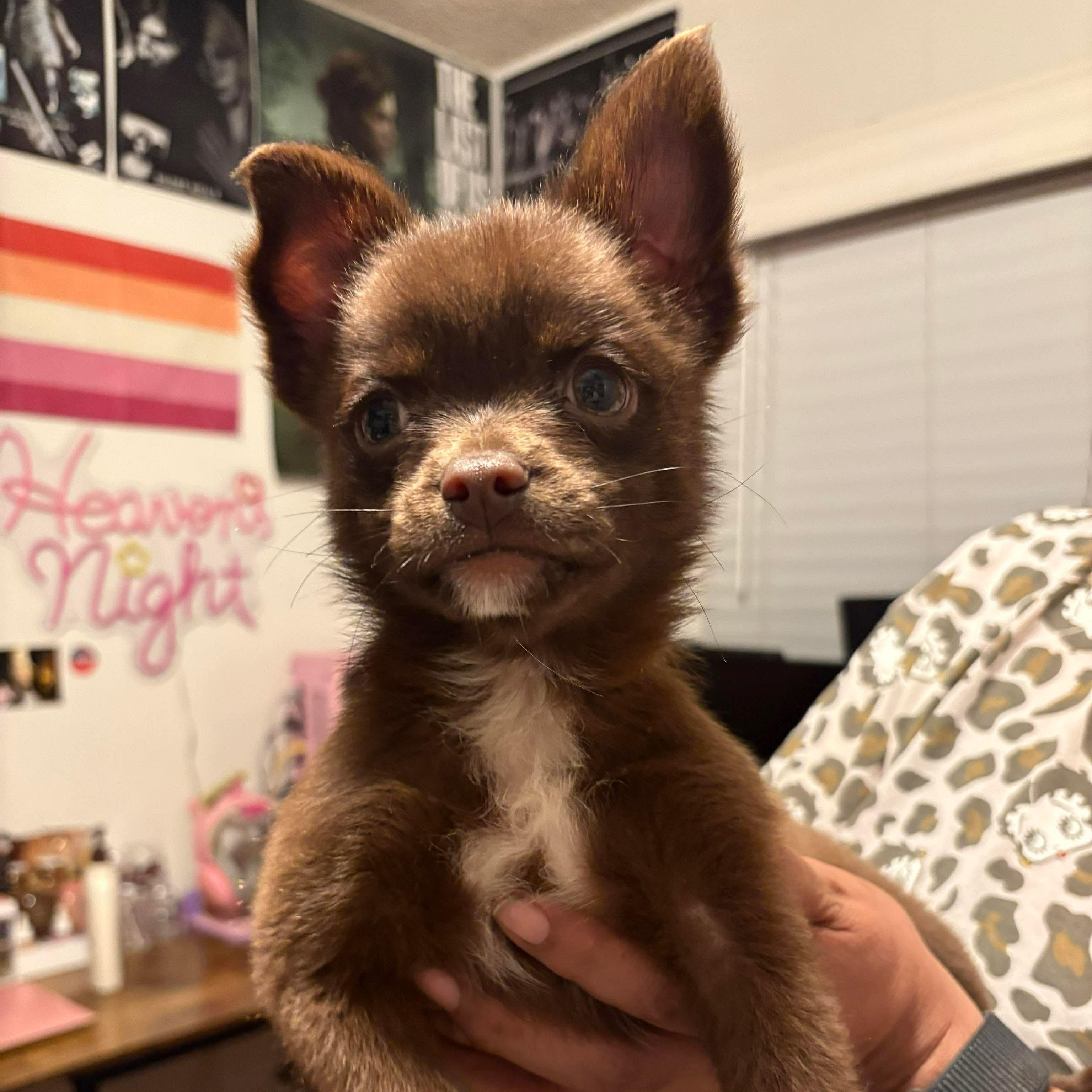 Enlarge Teddy, an adopted mixed breed in Seal Beach, CA image 6/6
