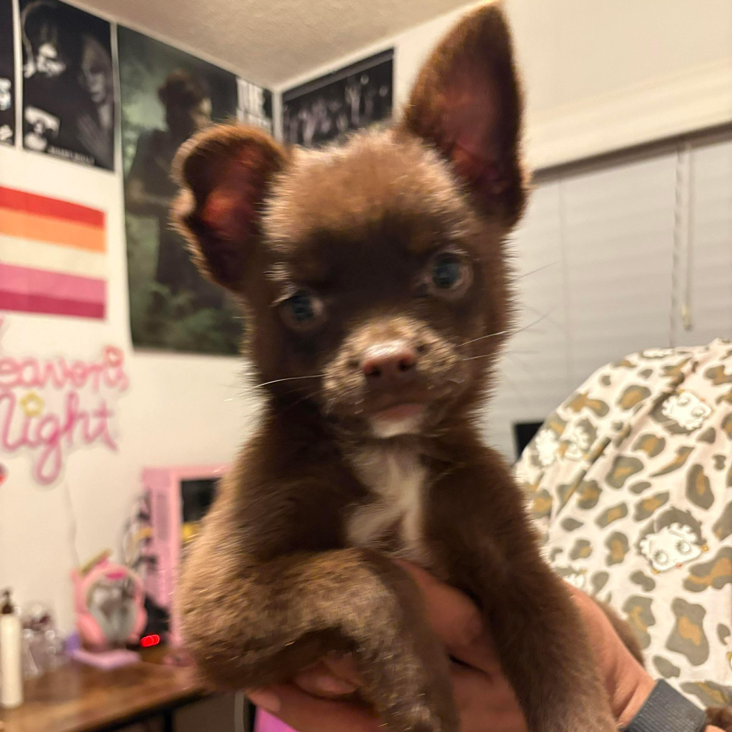 Enlarge Teddy, an adopted mixed breed in Seal Beach, CA image 3/6