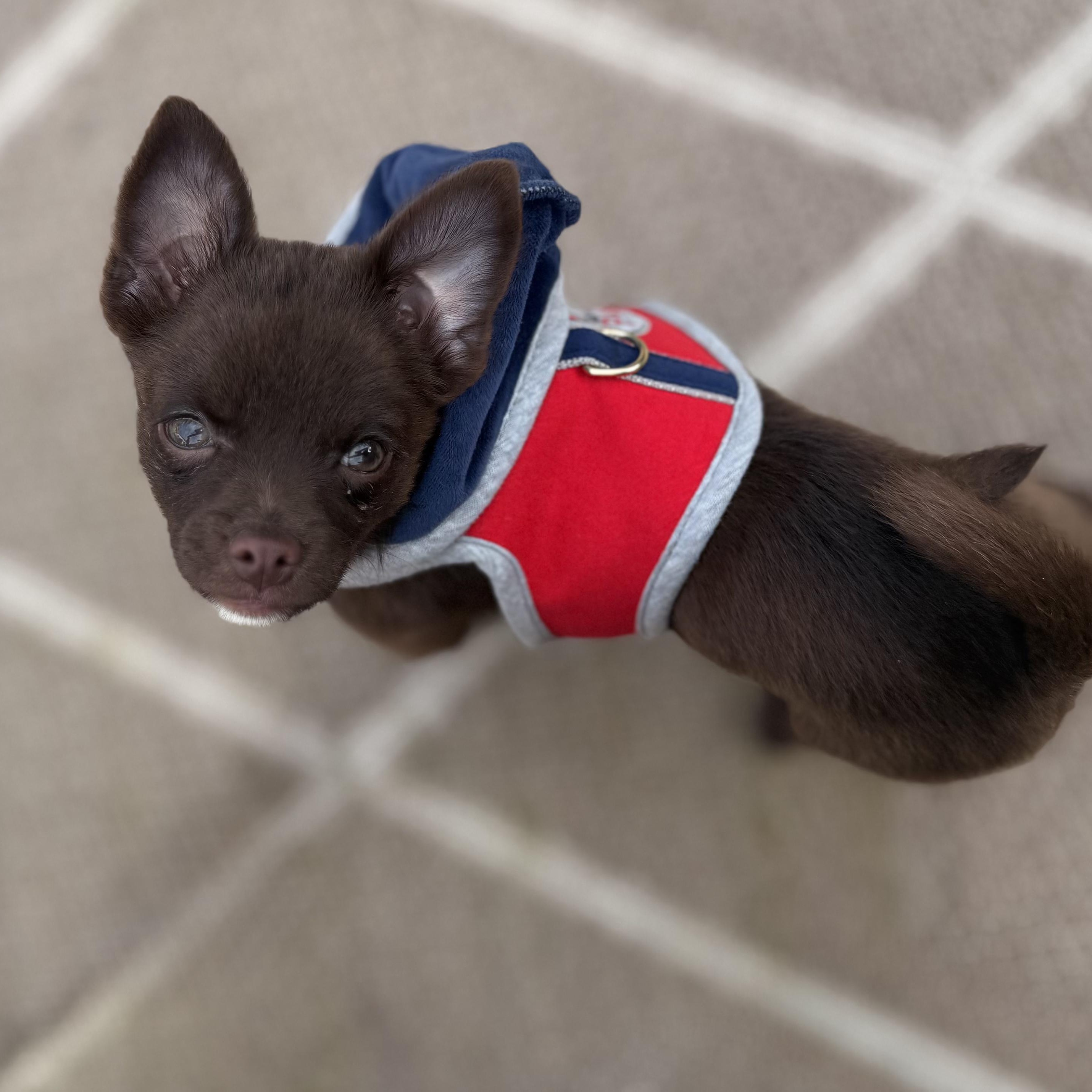 Enlarge Teddy, an adopted mixed breed in Seal Beach, CA image 5/6