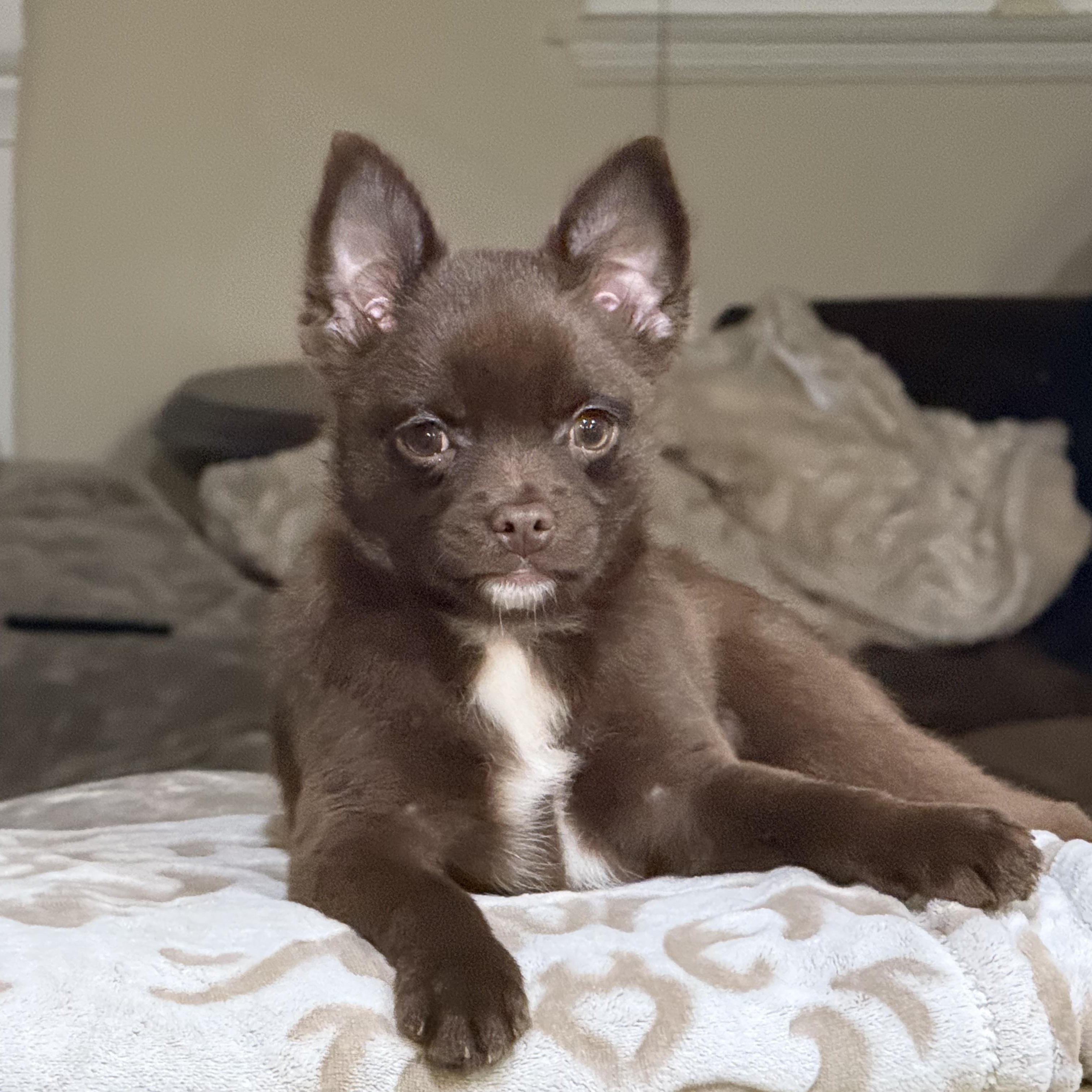 Enlarge Teddy, an adopted mixed breed in Seal Beach, CA image 2/6