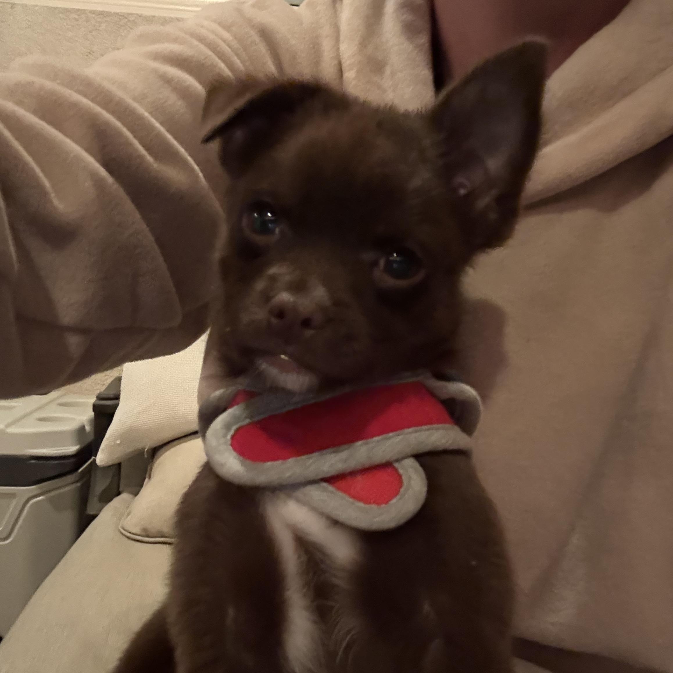 Teddy, adopted, Young Male Pomeranian.
