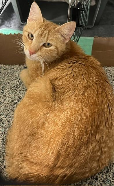 Enlarge Sweet Potato, a ADOPTABLE Domestic Short Hair in Webster City, IA image 1/1