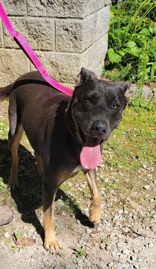 Enlarge SUNNY, a Adoptable mixed breed in Crossville, TN image 2/6