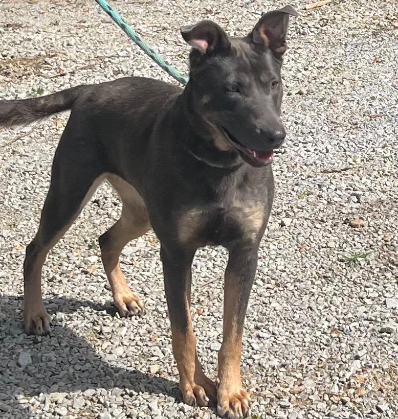 Enlarge SUNNY, a Adoptable mixed breed in Crossville, TN image 3/6