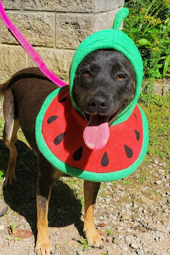 Enlarge SUNNY, a Adoptable mixed breed in Crossville, TN image 4/6