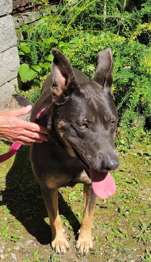 Enlarge SUNNY, a Adoptable mixed breed in Crossville, TN image 5/6