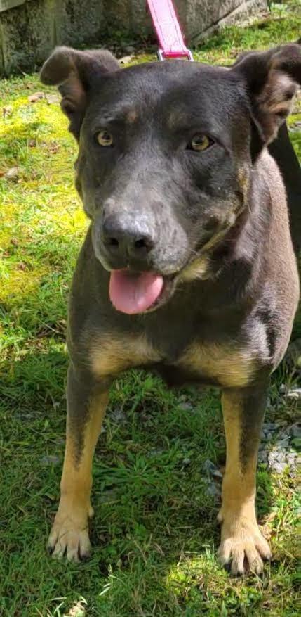 Enlarge SUNNY, a Adoptable mixed breed in Crossville, TN image 6/6