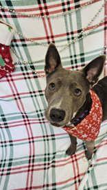 Trixie, ADOPTABLE, Adult Female Mixed Breed.