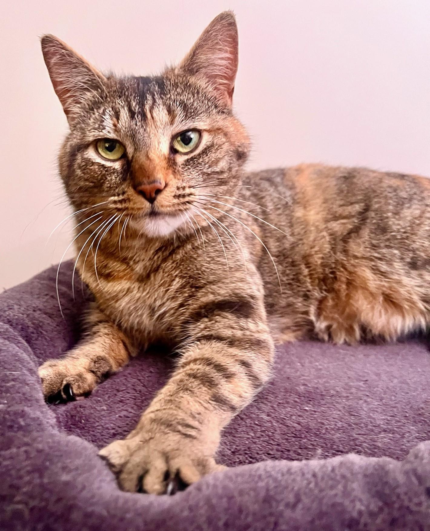 Enlarge Buttercup , a Adoptable Tabby in Beckley, WV image 1/2