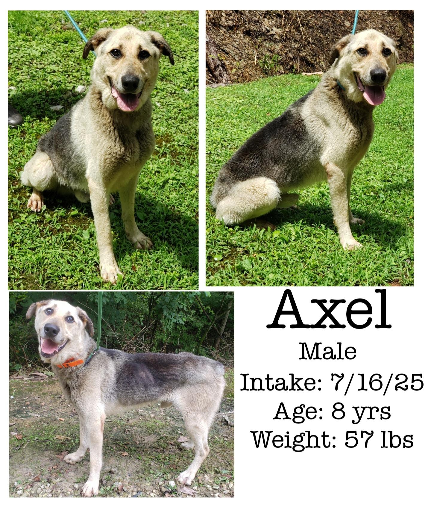 Axel, Adoptable, Adult Male German Shepherd Dog.