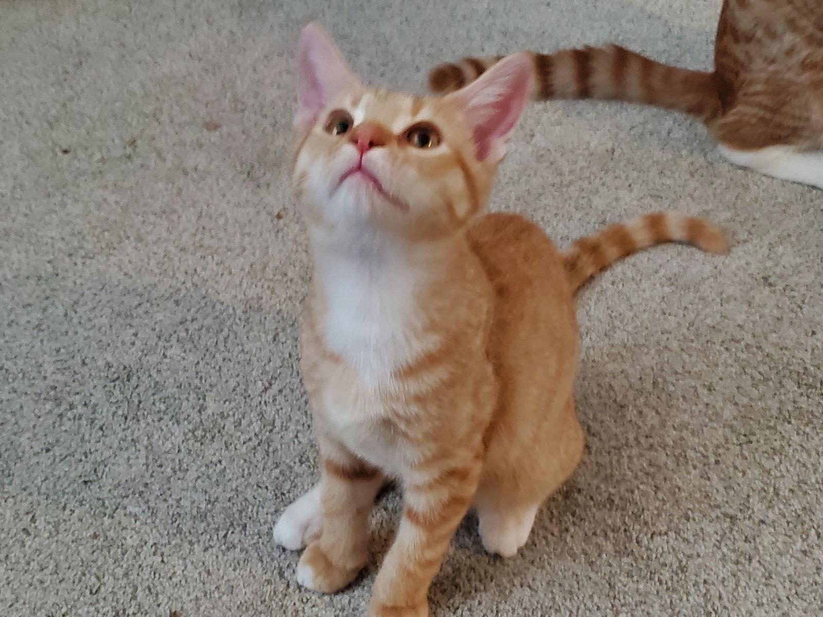 Rockford thumbnail 2