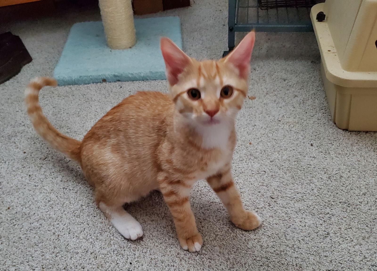 Rockford thumbnail 3