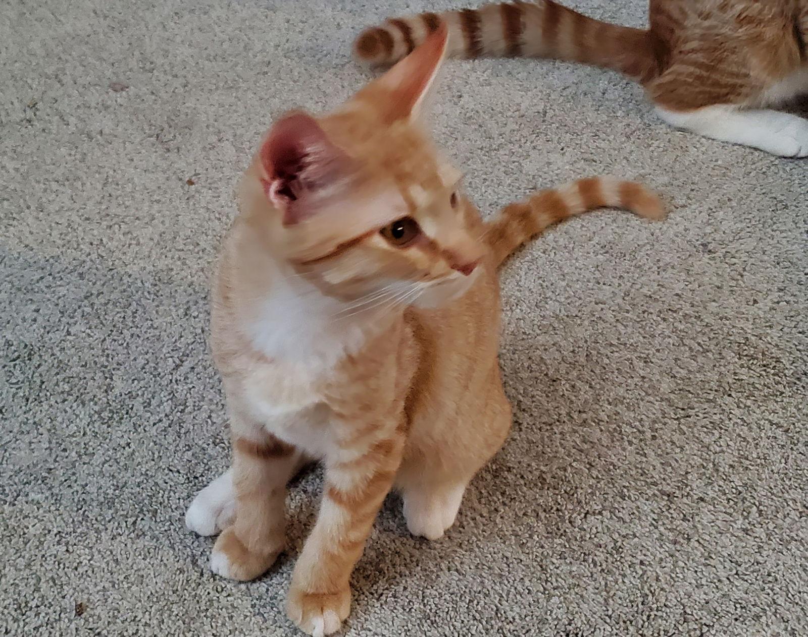 Rockford thumbnail 4