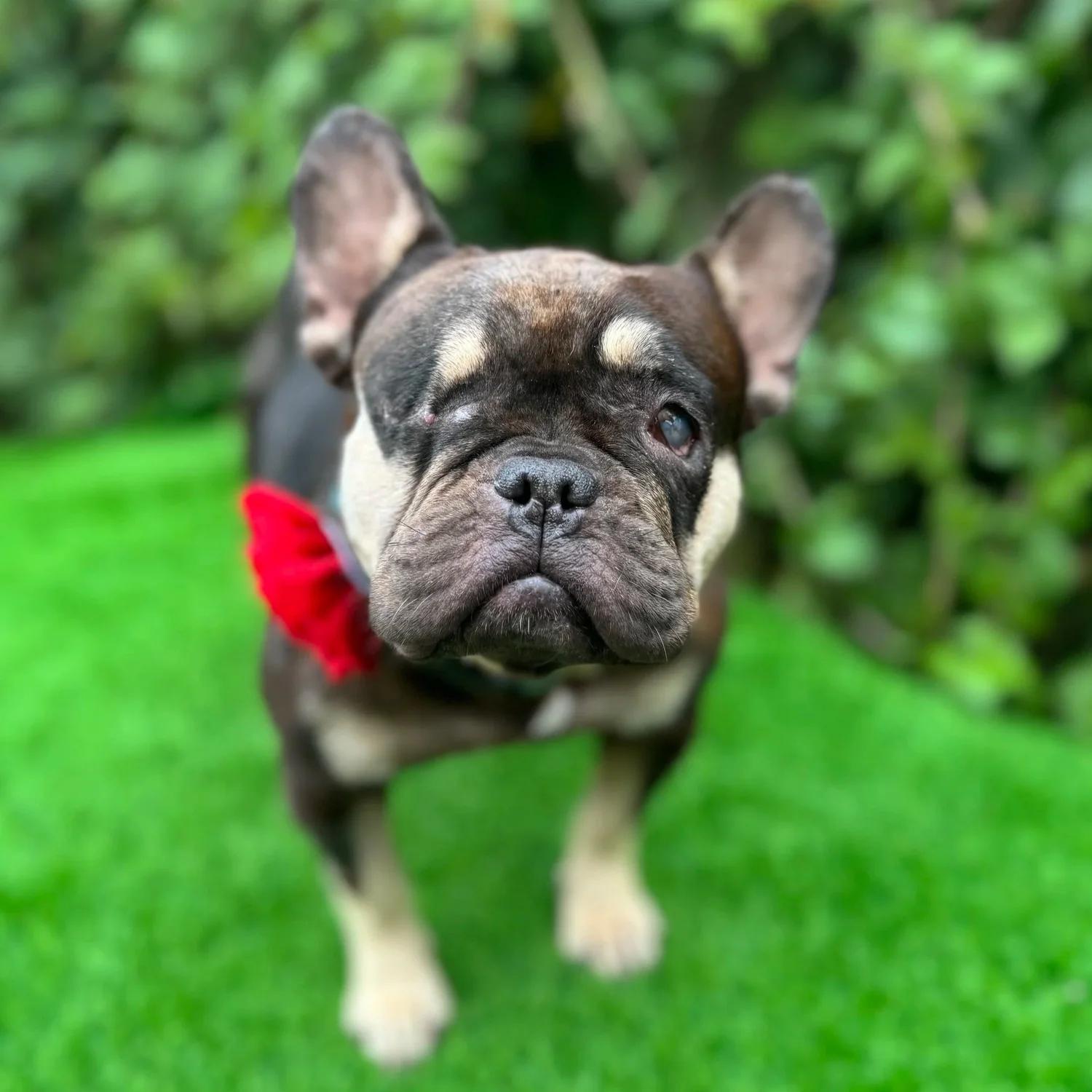 HELEN, ADOPTABLE, Adult Female French Bulldog.