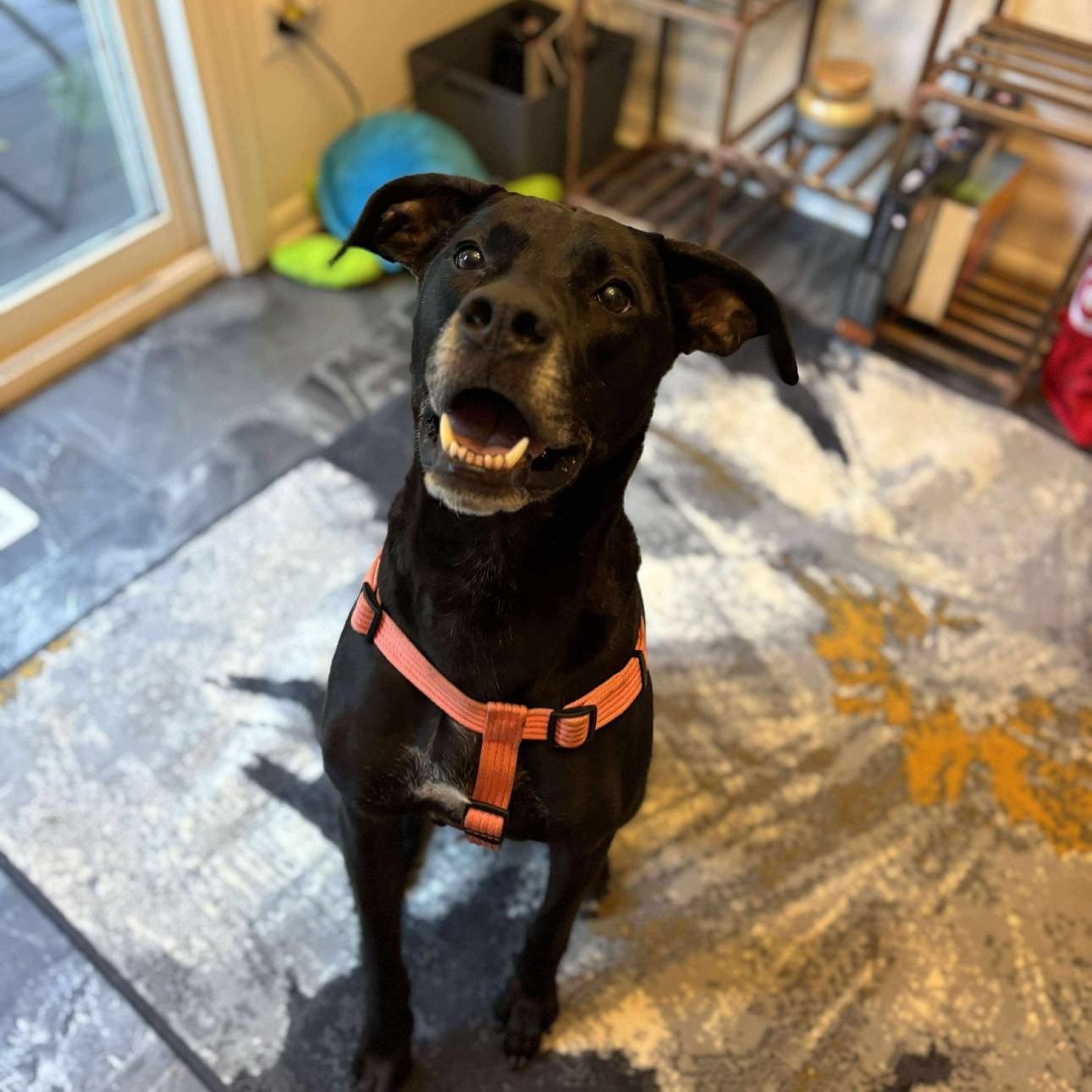 6916 Bruno, a Adoptable mixed breed in Springfield, MO image 5/6