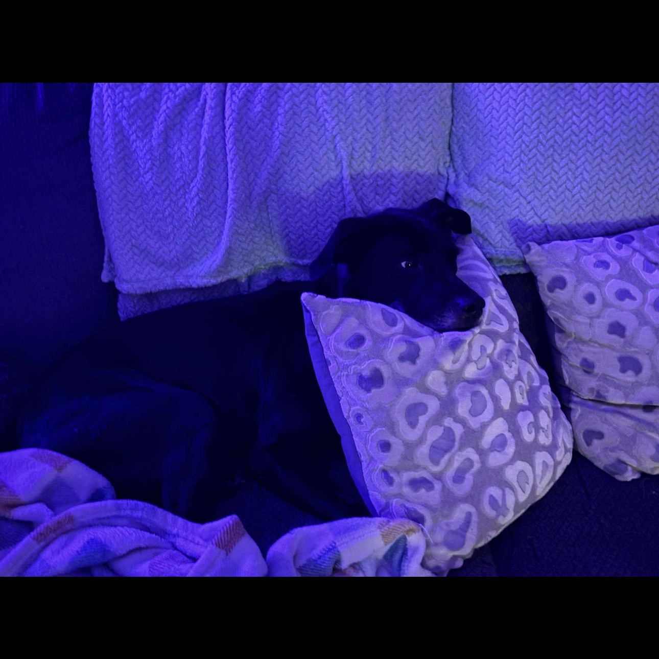 6916 Bruno, a Adoptable mixed breed in Springfield, MO image 3/6