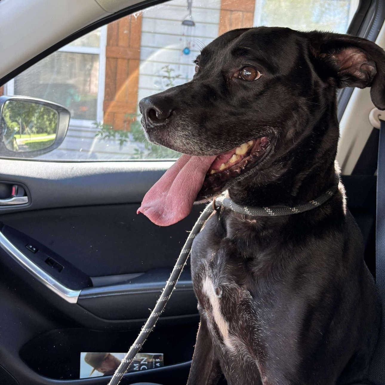 6916 Bruno, Adoptable, Adult Male Mastiff & Great Dane.