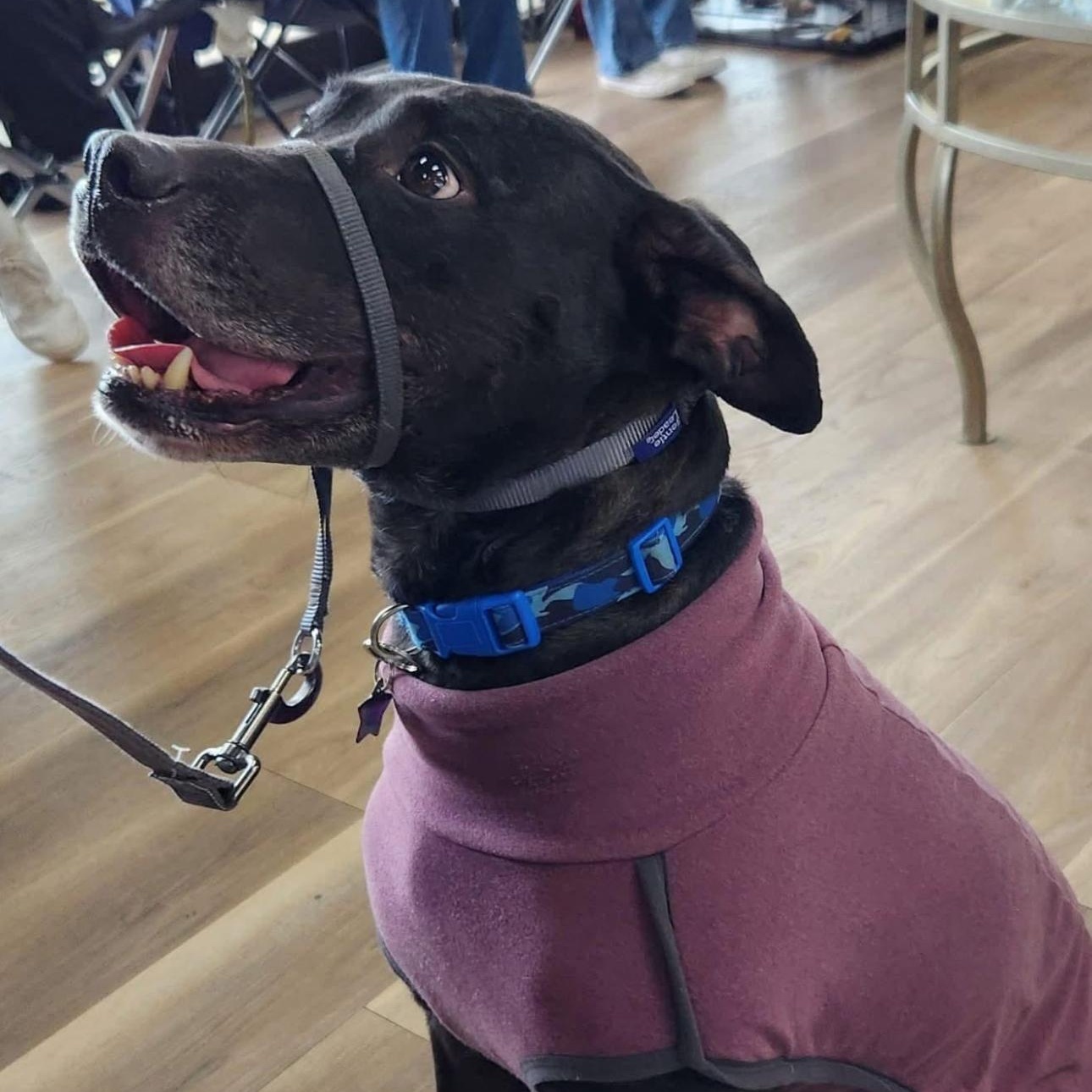 6916 Bruno, a Adoptable mixed breed in Springfield, MO image 2/6