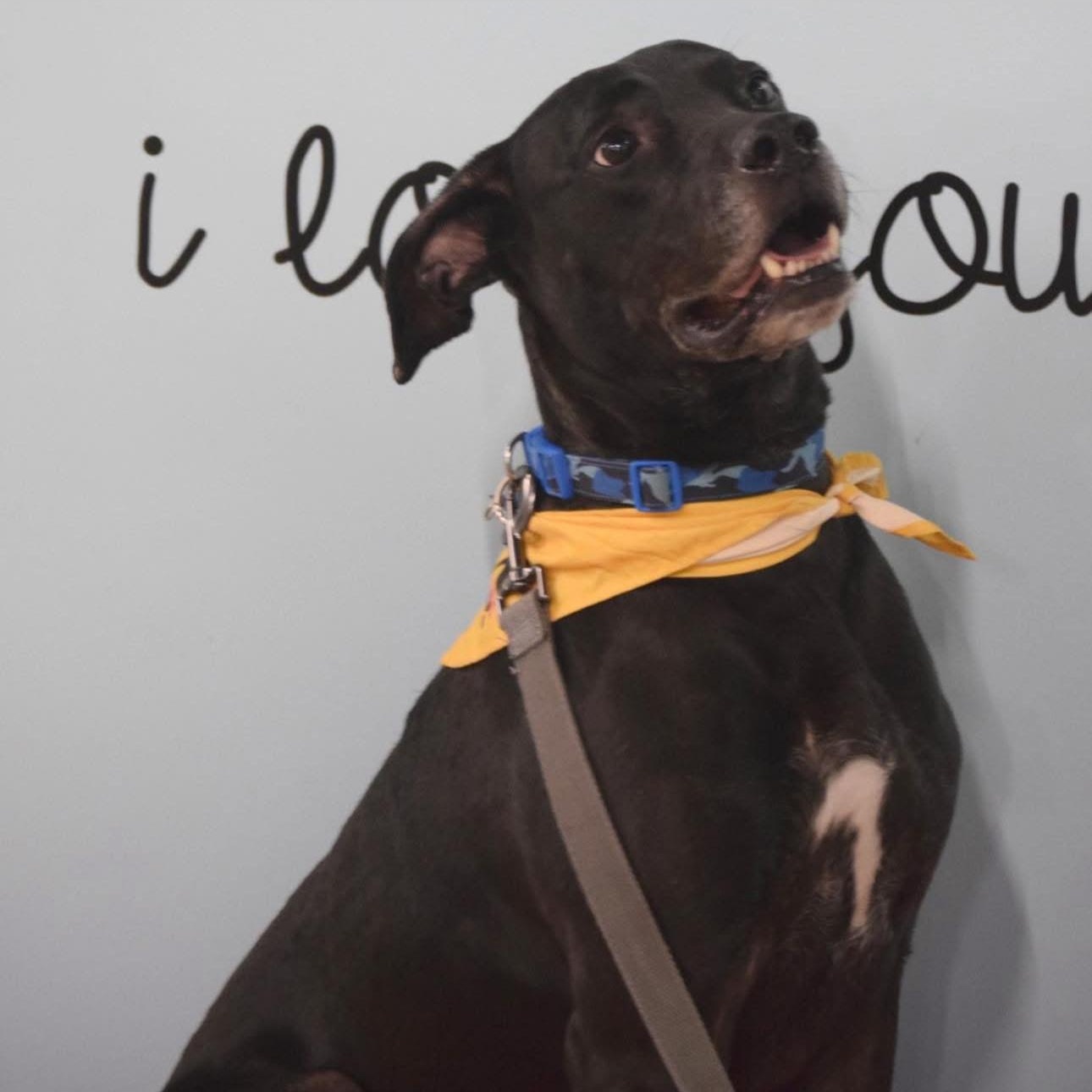 6916 Bruno