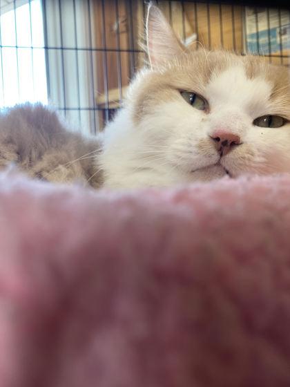 Bilbo, ADOPTABLE, Adult Male Domestic Long Hair.