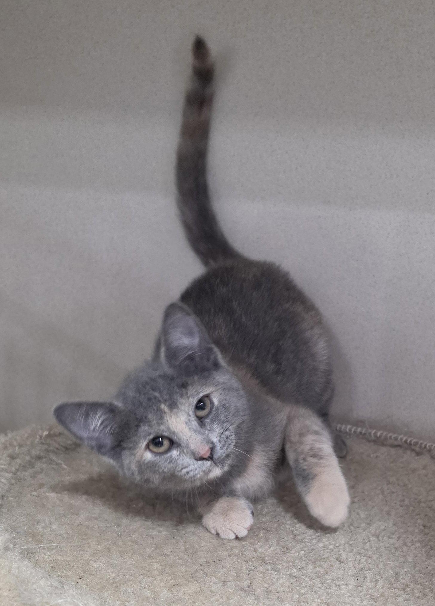 Enlarge Elphaba, a Adoptable Domestic Short Hair in Hollywood, MD image 1/1