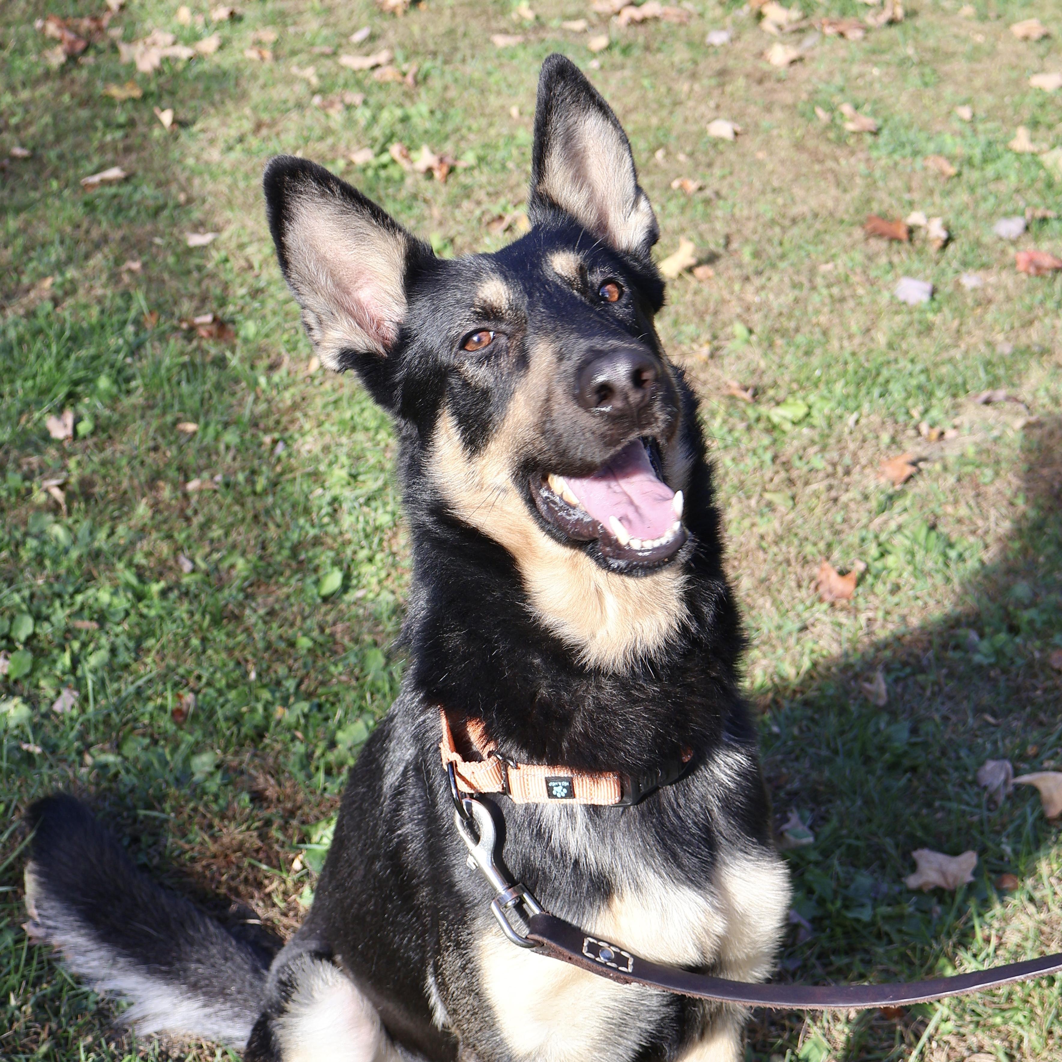 Enlarge Niko, a Adoptable mixed breed in Briarcliff Manor, NY image 1/6