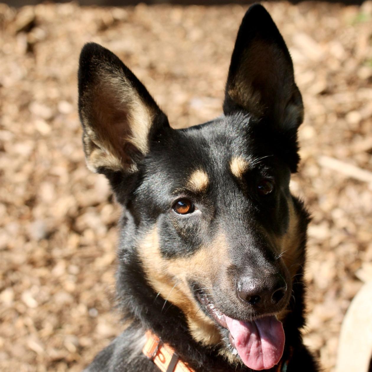 Enlarge Niko, a Adoptable mixed breed in Briarcliff Manor, NY image 4/6