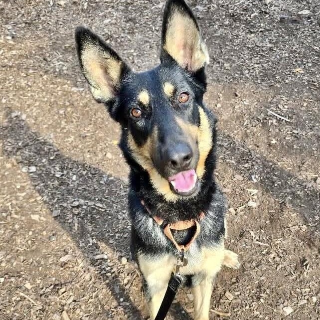 Niko