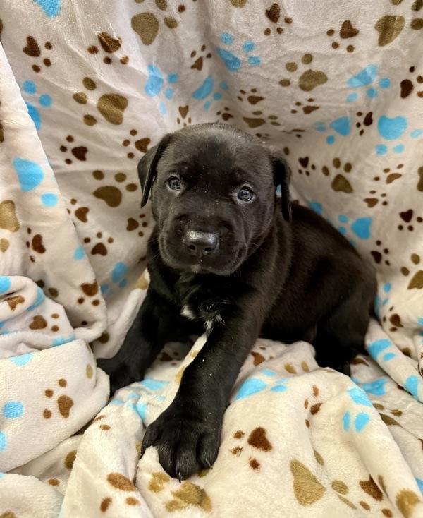 Nick Wilde thumbnail 2