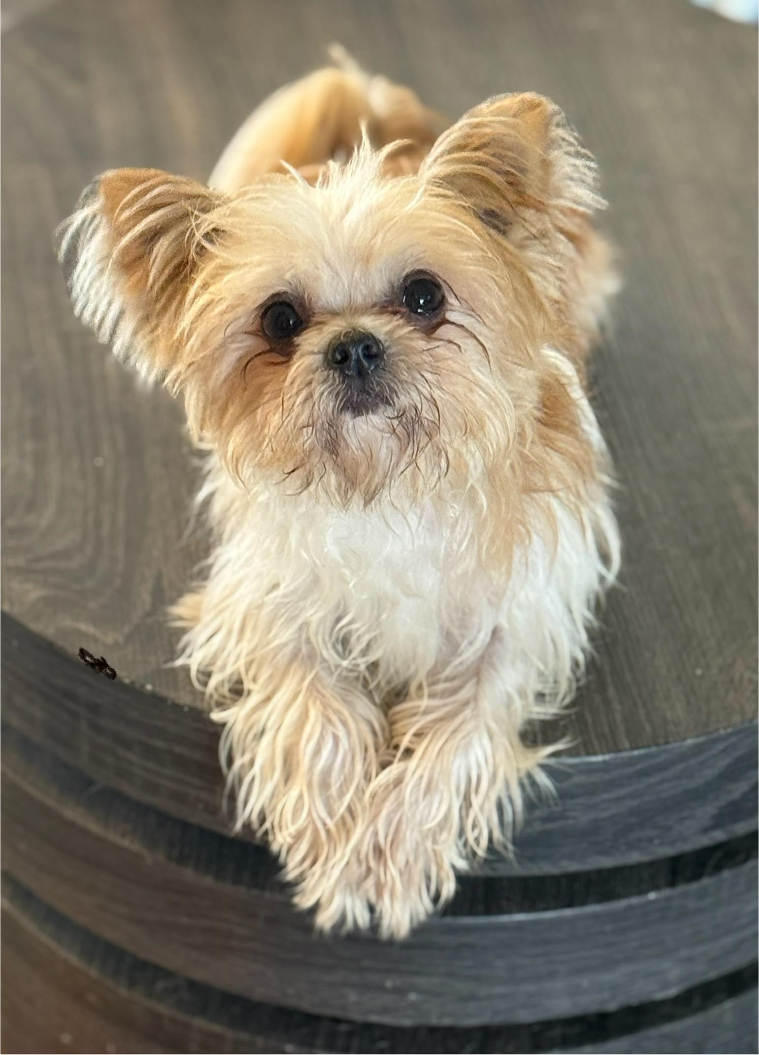 Bailey & Kirby (BONDED PAIR)