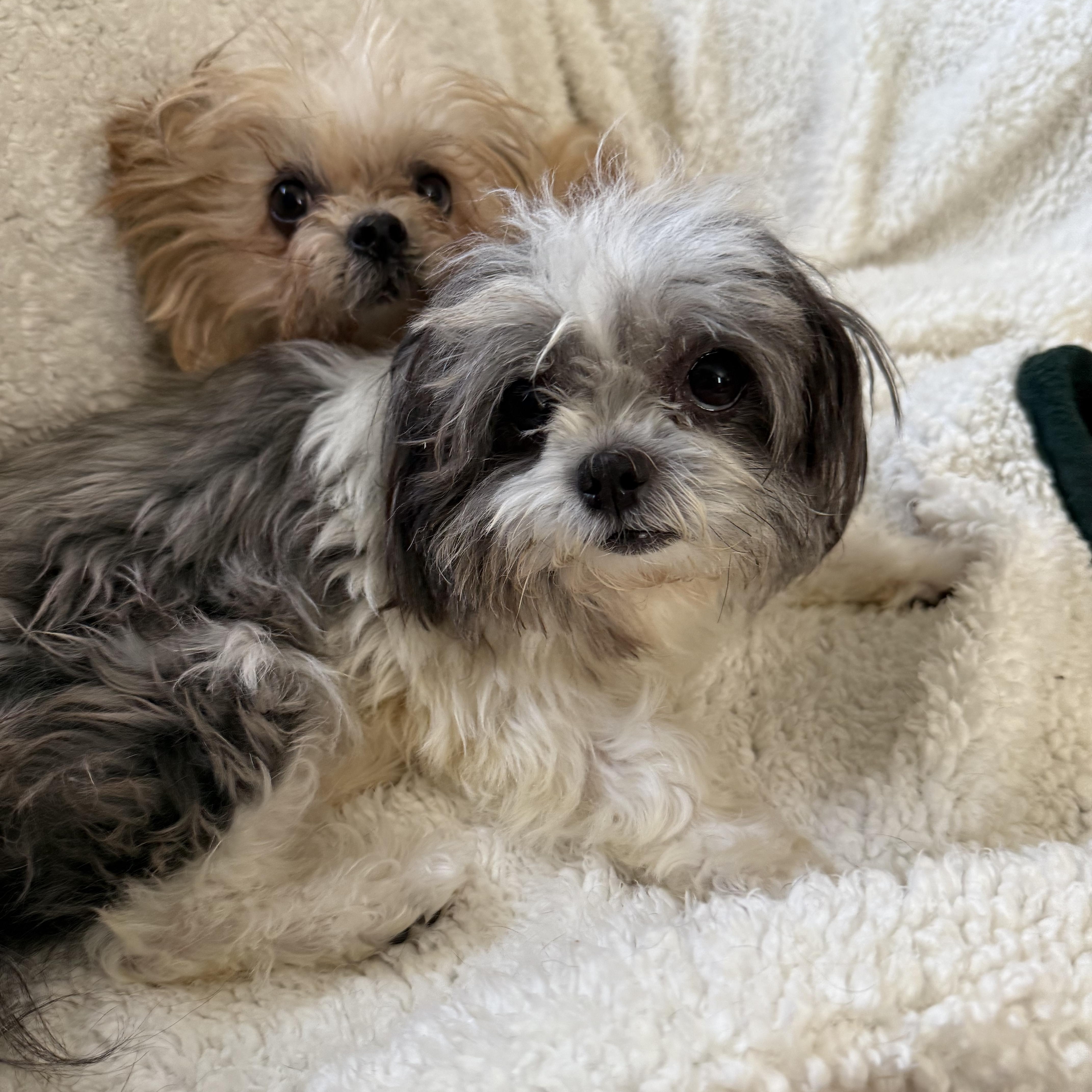 Bailey & Kirby (BONDED PAIR)