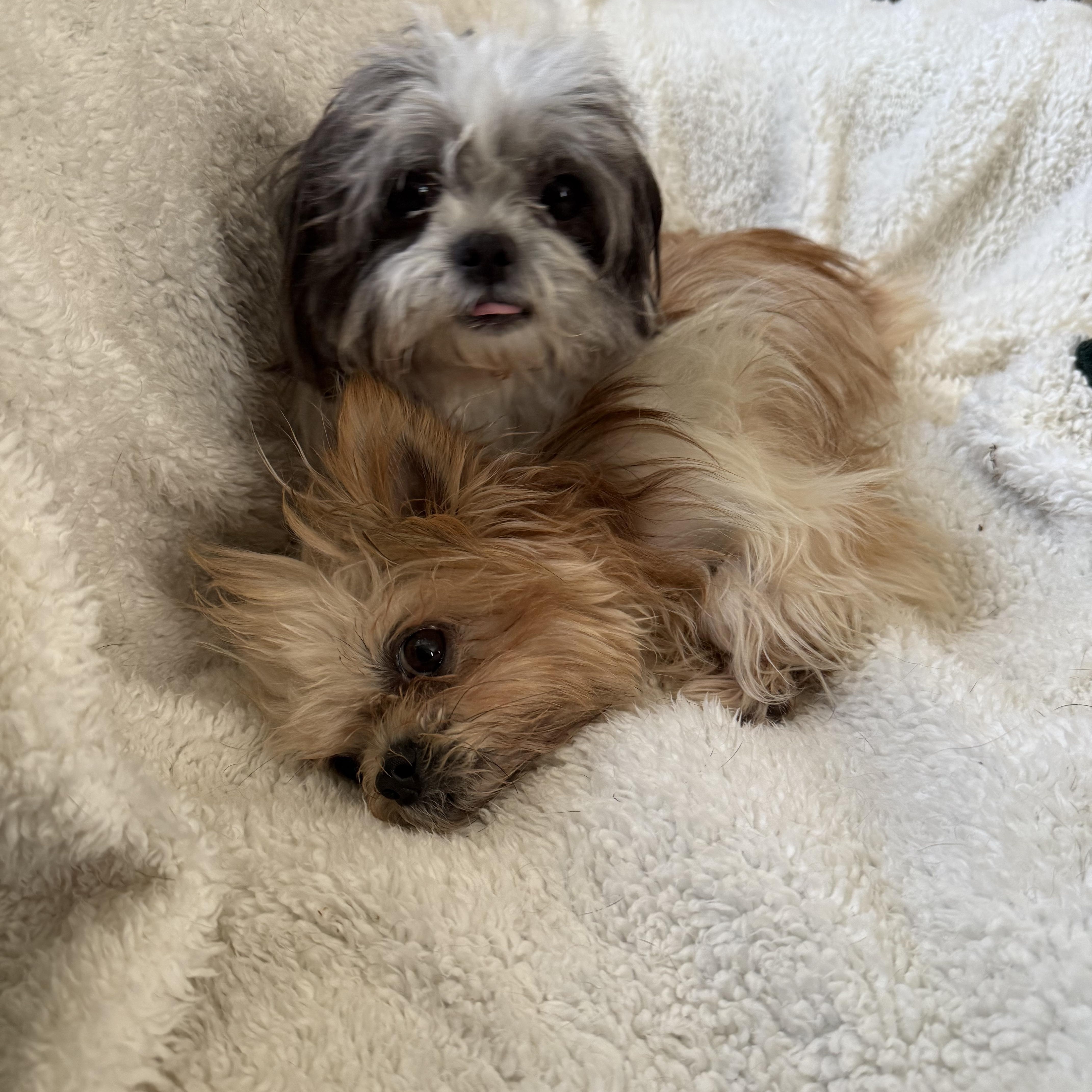 Bailey & Kirby (BONDED PAIR)