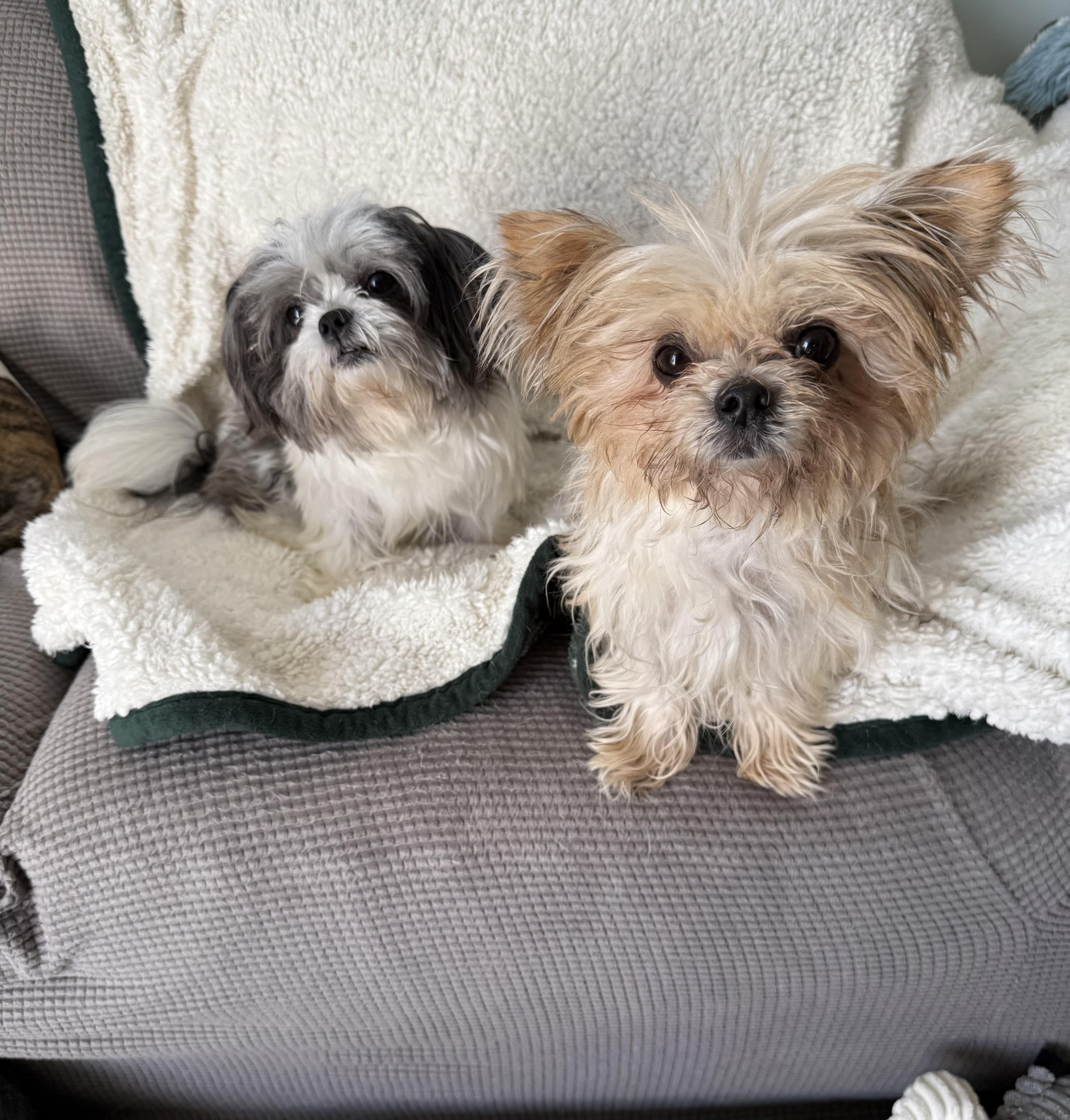 Bailey & Kirby (BONDED PAIR)