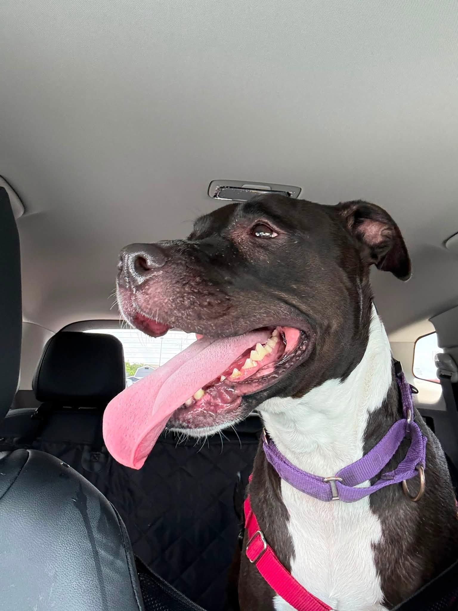 Nina, Adoptable, Young Female Pit Bull Terrier.