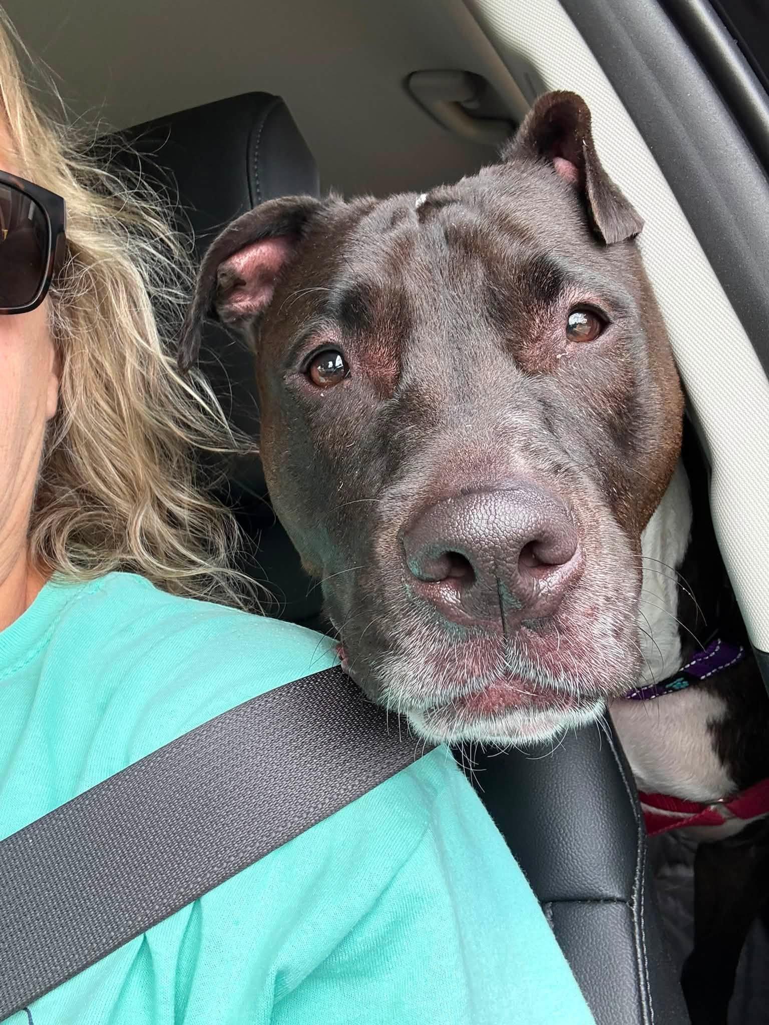 Nina, a Adoptable Pit Bull Terrier in New Castle, DE image 3/3