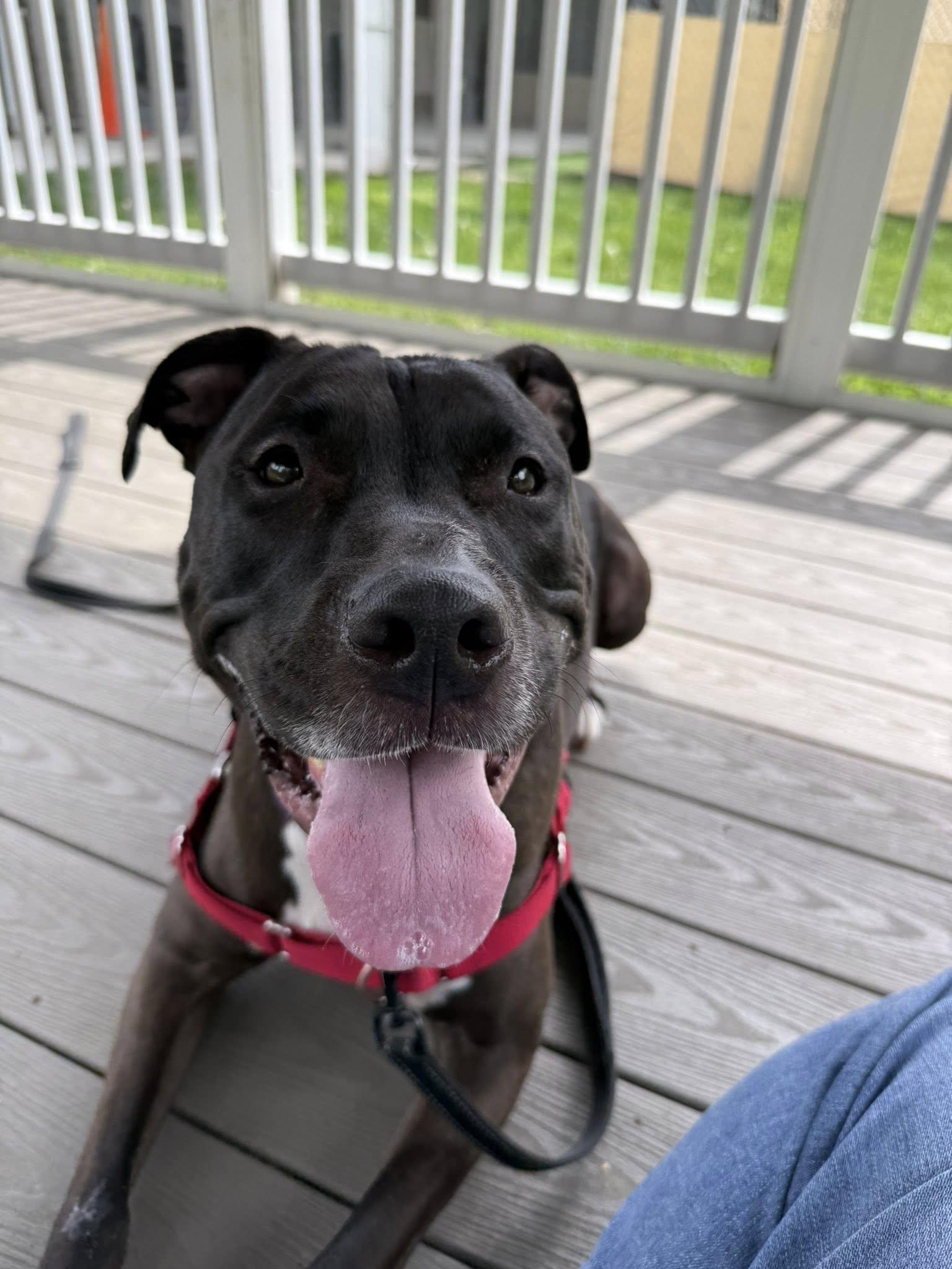 Nina, a Adoptable Pit Bull Terrier in New Castle, DE image 2/3
