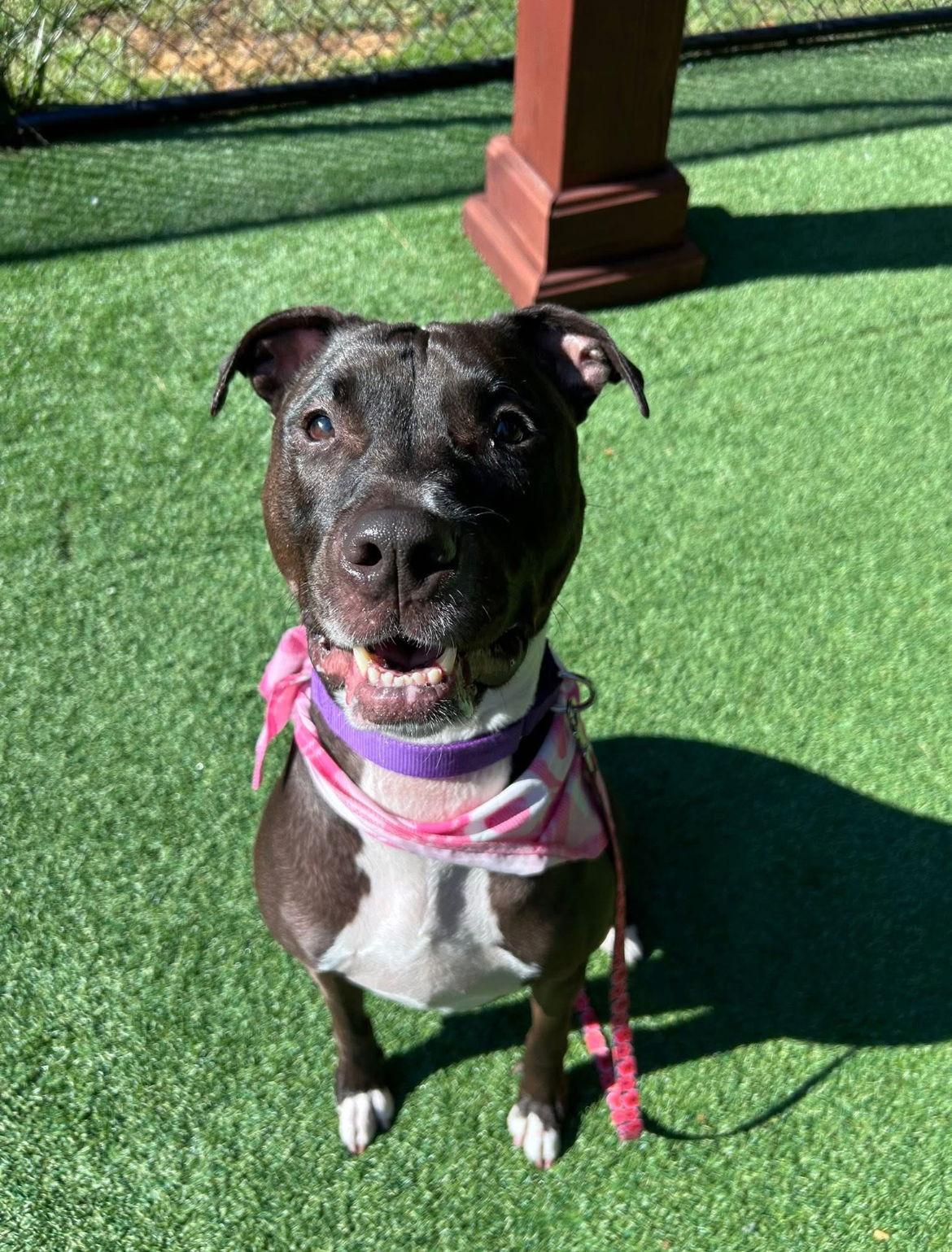 Nina, a Adoptable Pit Bull Terrier in New Castle, DE image 3/3