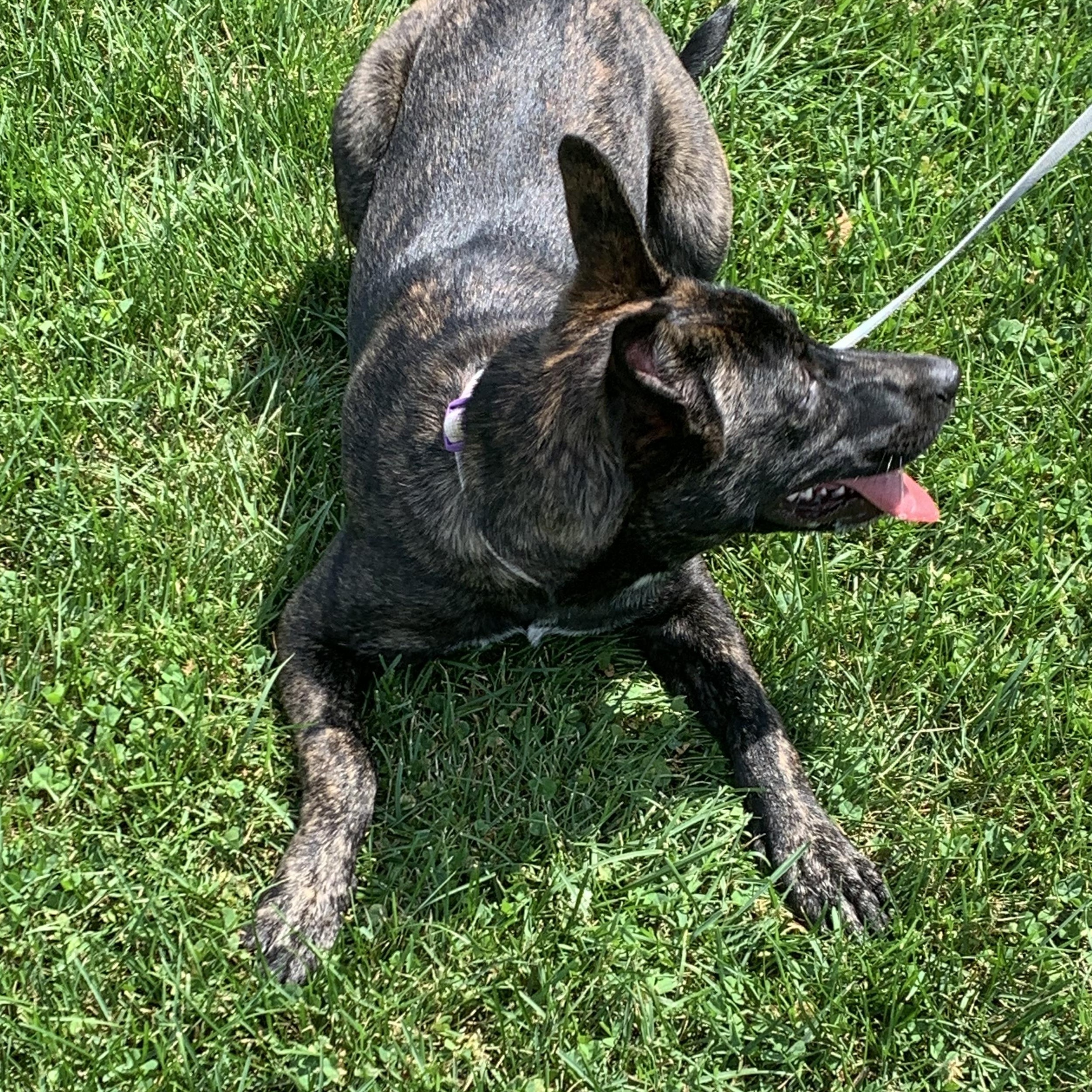 Enlarge Ember, a Adopted mixed breed in Elkton, MI image 4/5