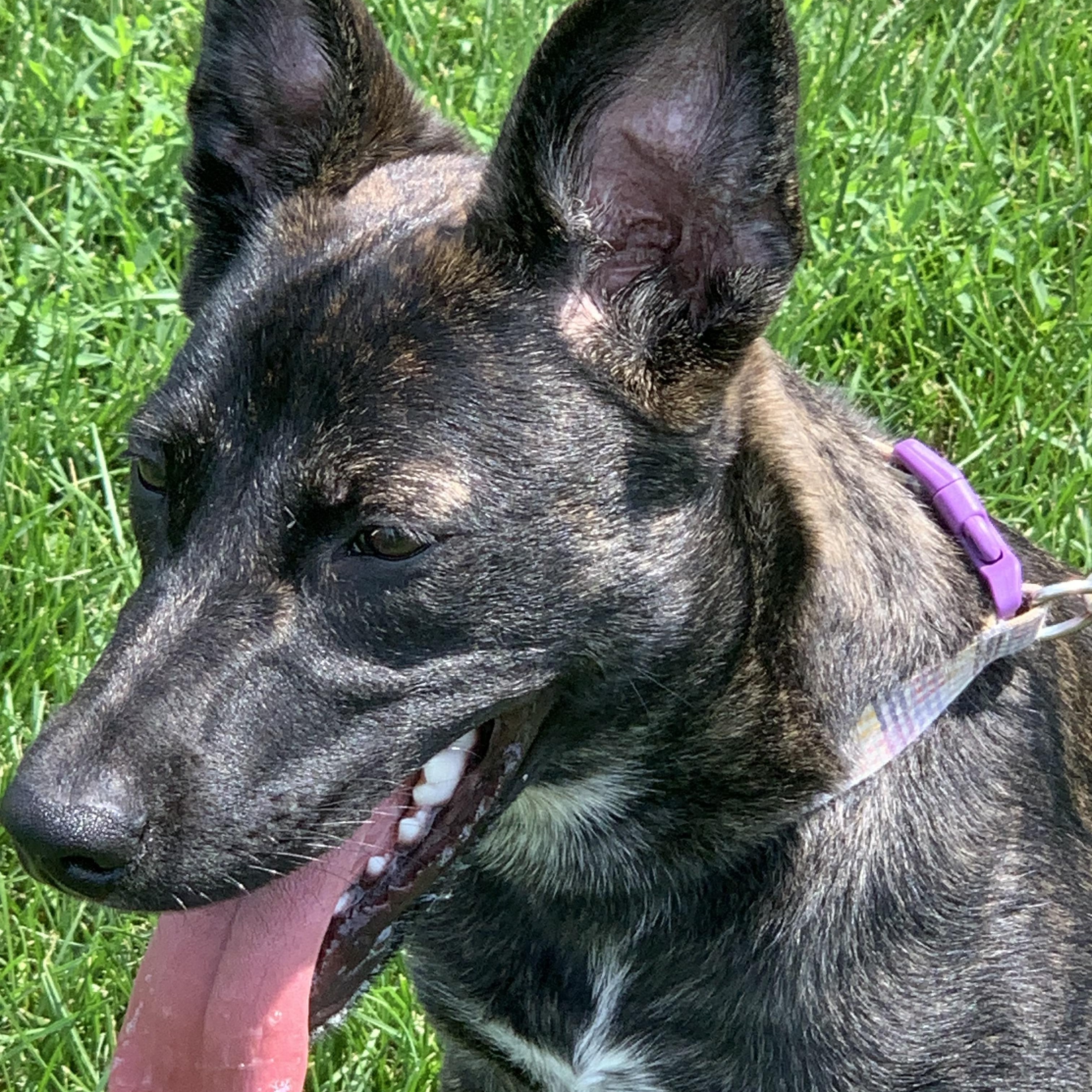 Enlarge Ember, a Adopted mixed breed in Elkton, MI image 5/5