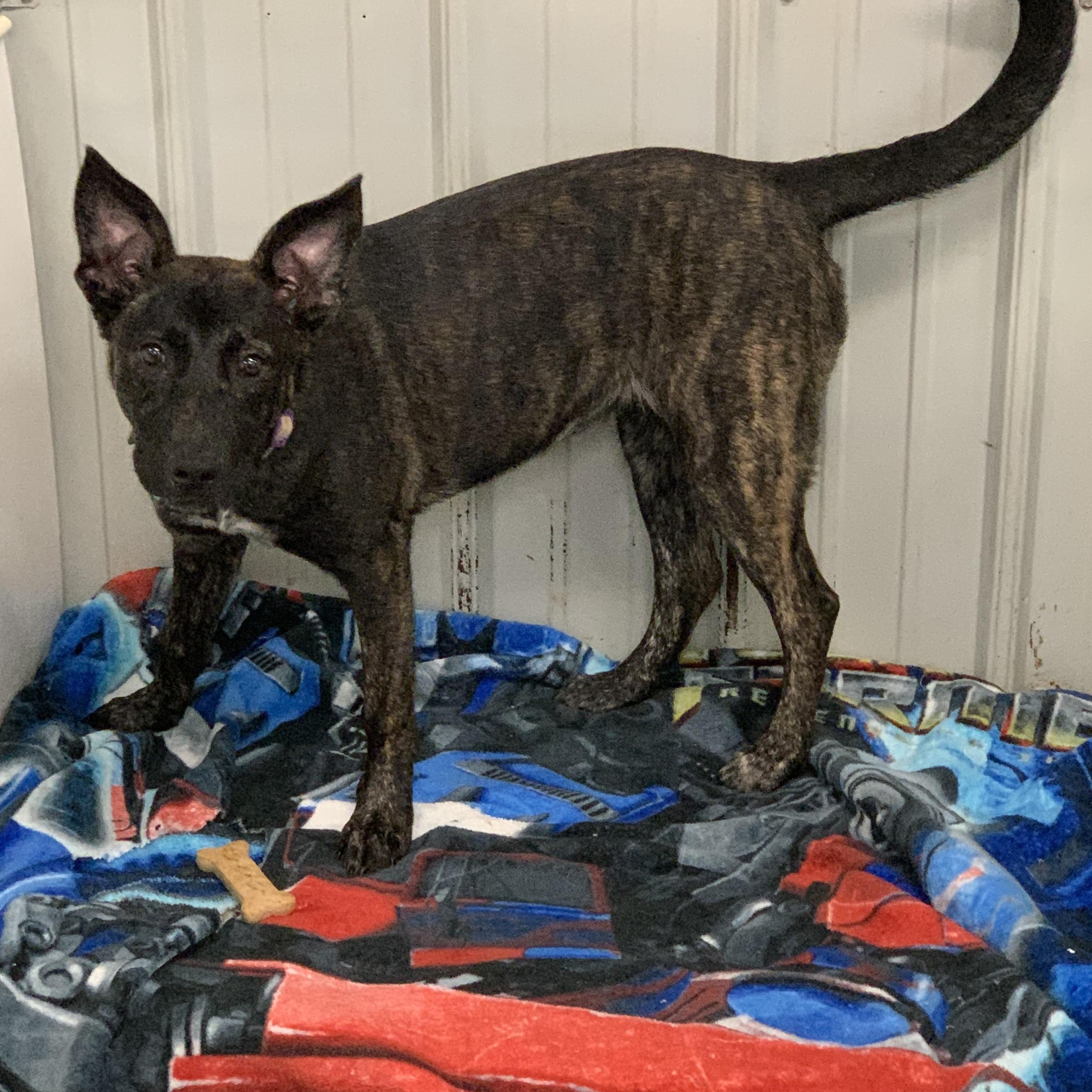 Ember, Adopted, Young Female Dutch Shepherd.