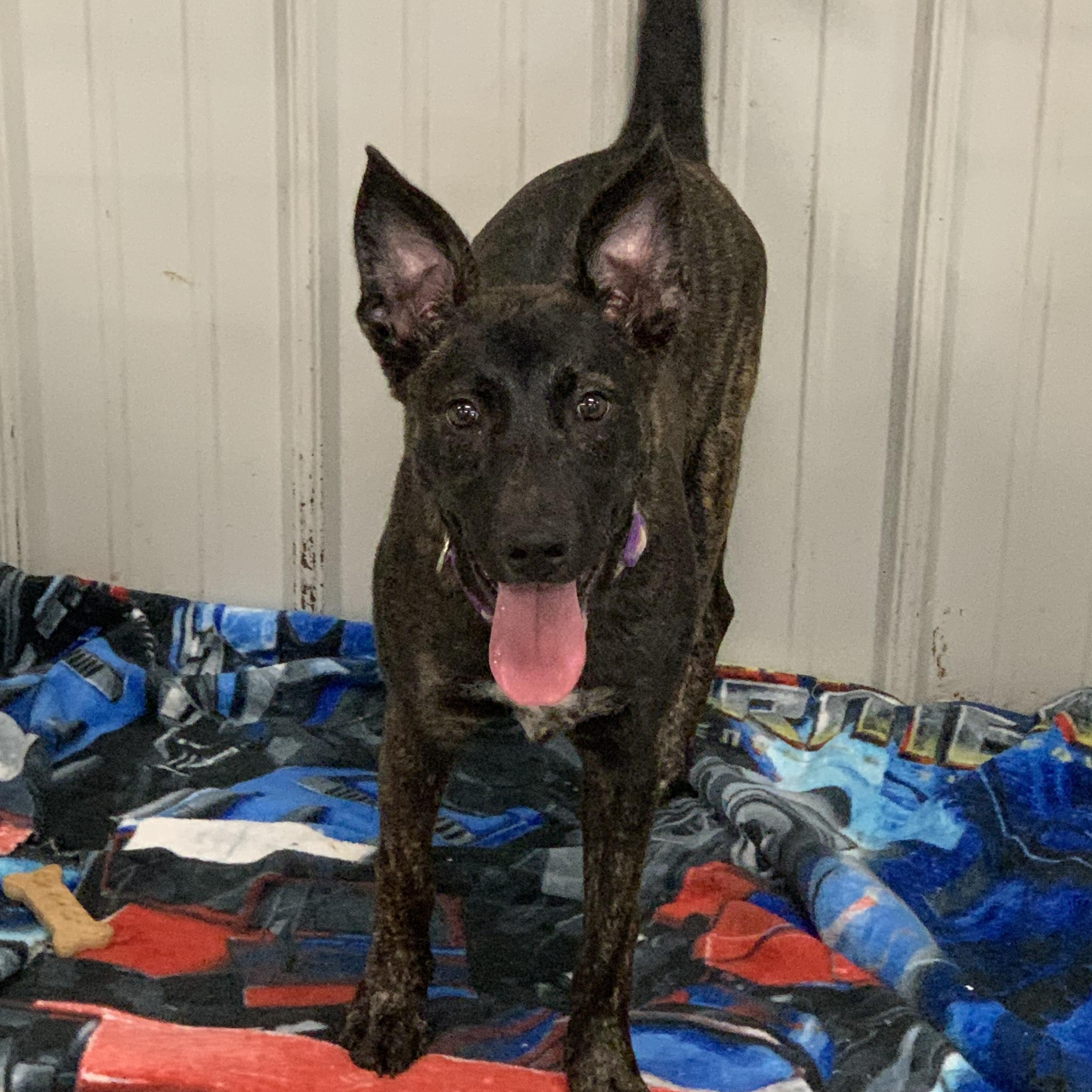 Enlarge Ember, a Adopted mixed breed in Elkton, MI image 2/5