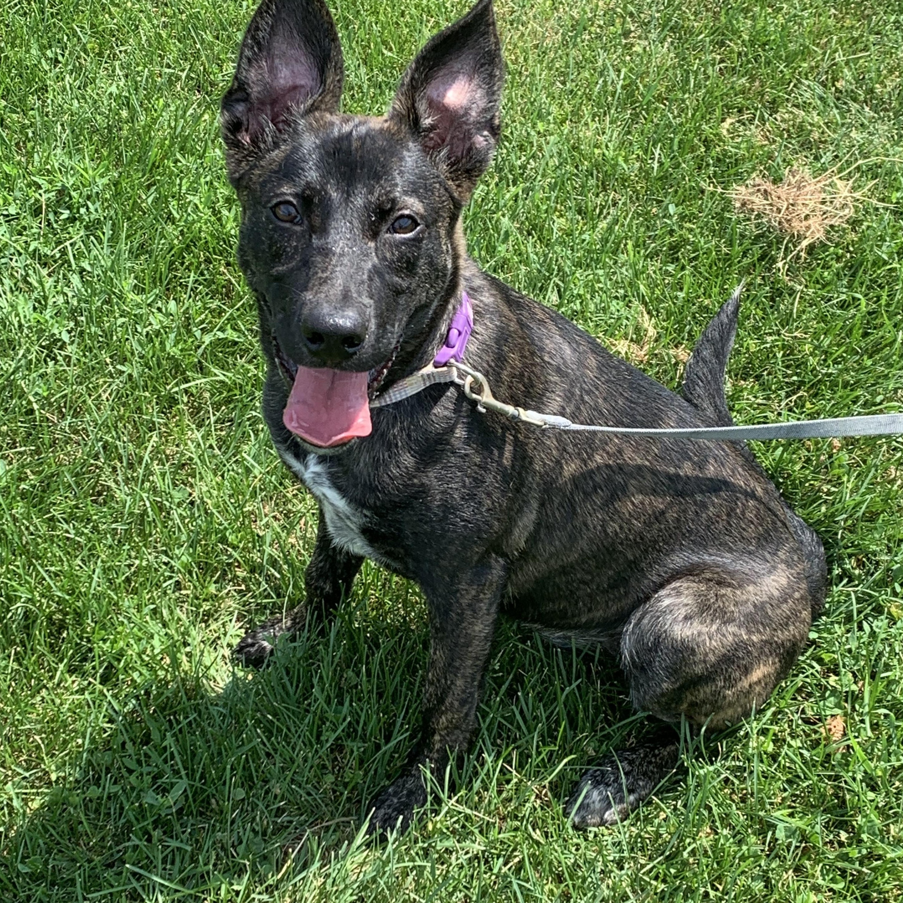 Enlarge Ember, a Adopted mixed breed in Elkton, MI image 3/5