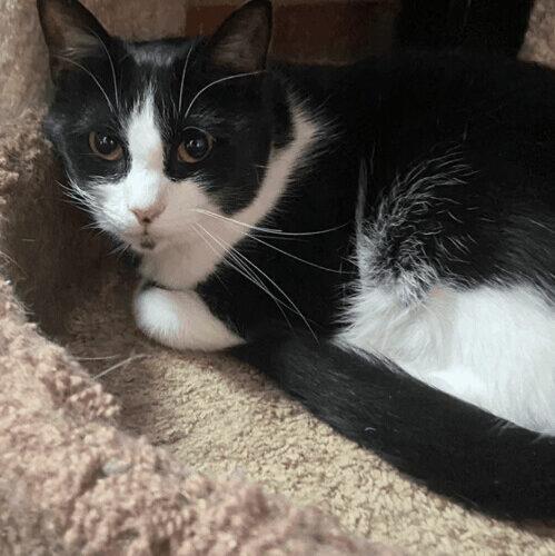 Speckles, a Adoptable Domestic Short Hair in Tipp City, OH image 1/5