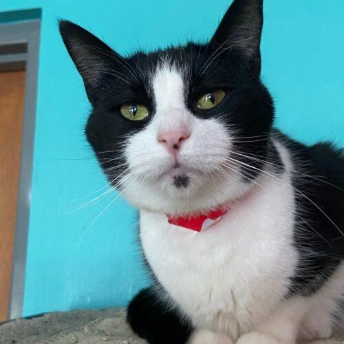 Speckles, Adoptable, Adult Female Domestic Short Hair.